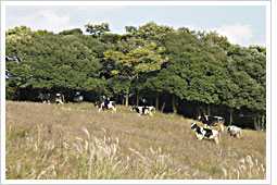 広い牧場でのびのび育まれる牛たち